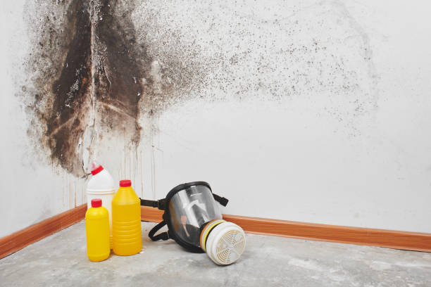 Best Insurance-Related Mold Remediation in Morrice, MI
