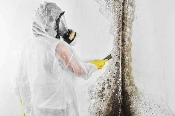 Best Attic Mold Remediation in Morrice, MI
