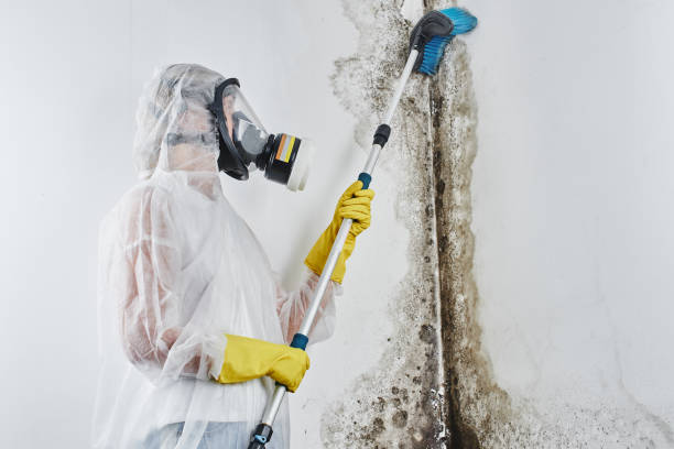 Best Residential Mold Remediation in Morrice, MI