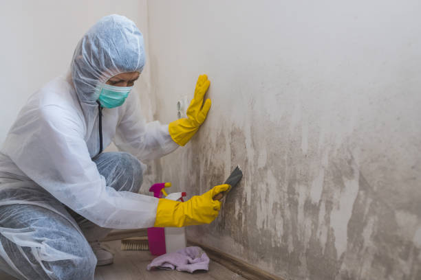 Best Mold Remediation for Schools in Morrice, MI