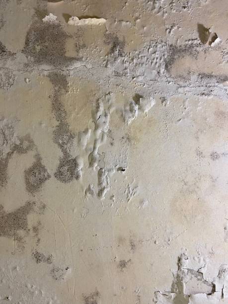 Best Localized Mold Remediation (e.g., coastal areas, humid climates) in Morrice, MI