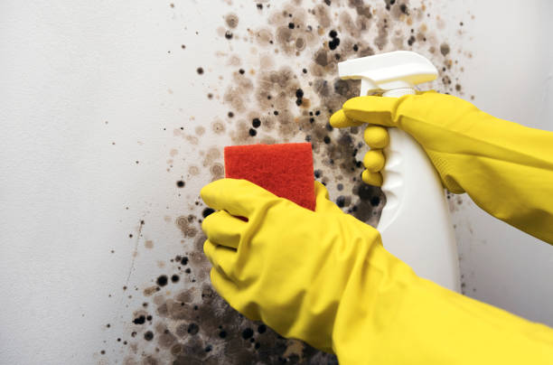 Best Emergency Mold Remediation in Morrice, MI