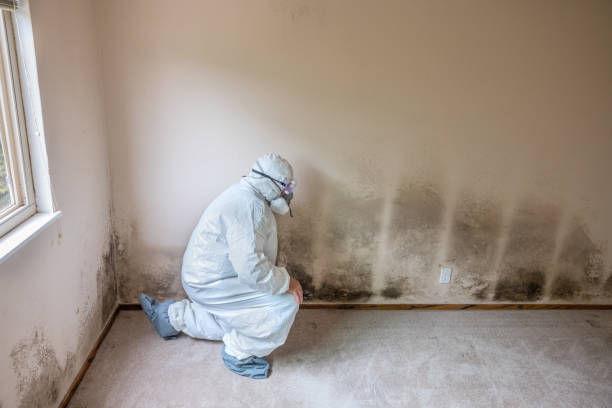 Best Residential Mold Remediation in Morrice, MI