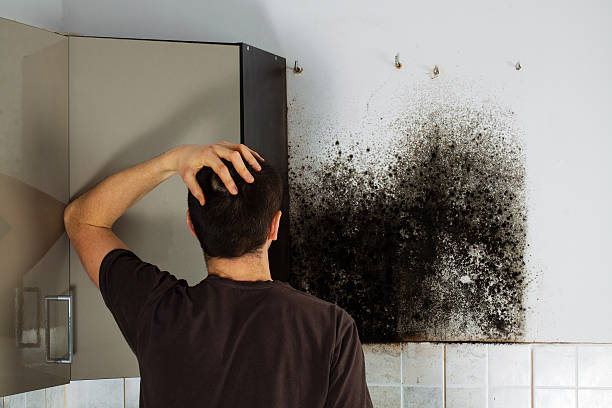 Best Industrial Mold Remediation in Morrice, MI