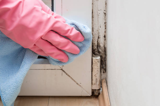 Best Black Mold Remediation in Morrice, MI
